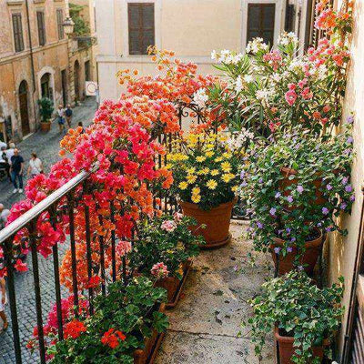Balcone italiano fiorito in primavera con bouganvillea euryops e oleandro in vasi di terracotta