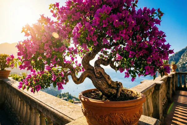 Bonsai di bouganvillea in piena fioritura magenta su terrazza soleggiata