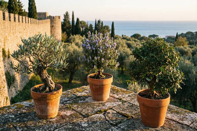 Tre bonsai mediterranei con un castello e una valle alberata sullo sfondo