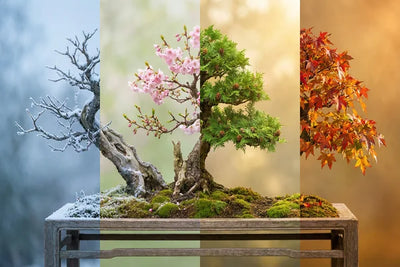 Bonsai nelle quattro stagioni primavera estate autunno inverno