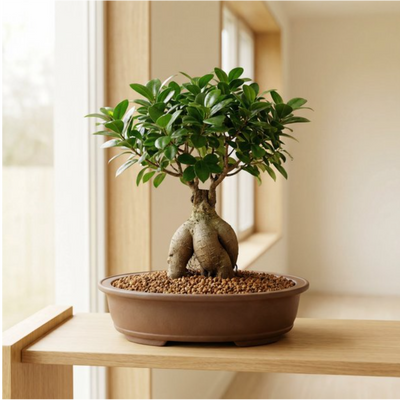 Bonsai appena travasato in un vaso basso con substrato nuovo