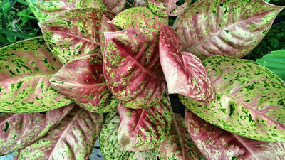 Aglaonema con foglie variegate rosa e verdi, pianta tropicale da interno resistente e decorativa