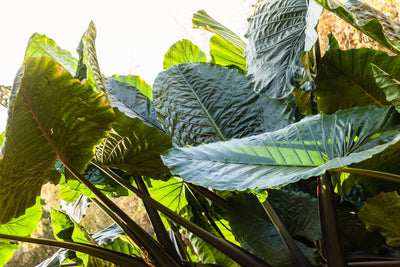 Foglie verdi giganti di Alocasia al sole in giardino tropicale