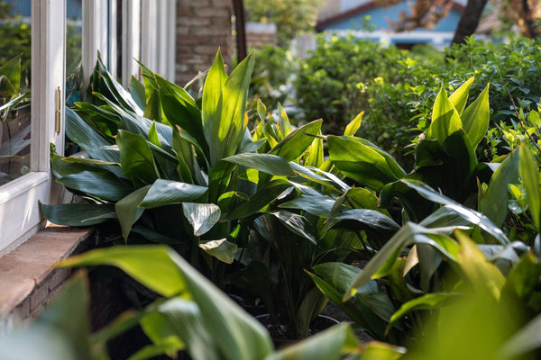 Fitta bordura di Aspidistra dalle foglie verde lucido lungo una finestra esterna