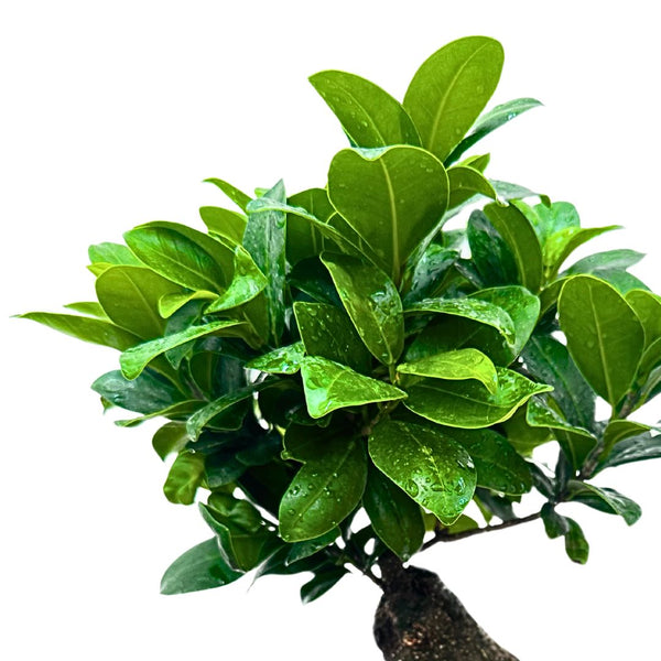 Chioma di un bonsai Ficus Ginseng con foglie verde intenso coperte di goccioline d'acqua