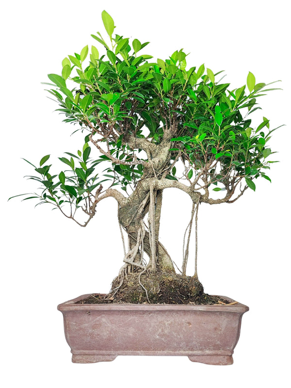 Bonsai di Ficus con radici aeree intrecciate, foglie verdi lucide e vaso in ceramica rettangolare color terracotta.