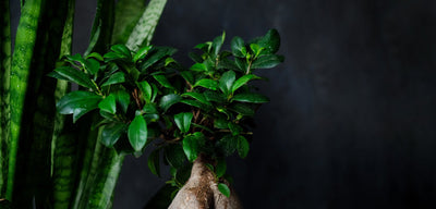 Bonsai Ficus Ginseng con foglie verdi lucide su sfondo scuro