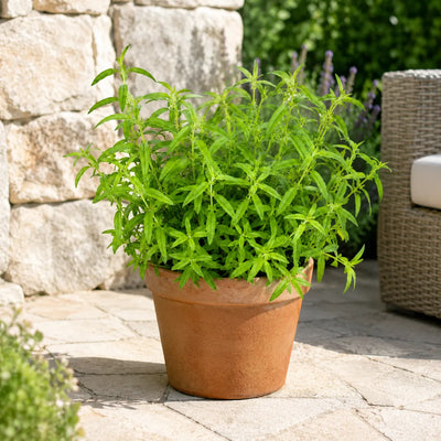 Pianta di Citronella Anti Zanzare in vaso di terracotta