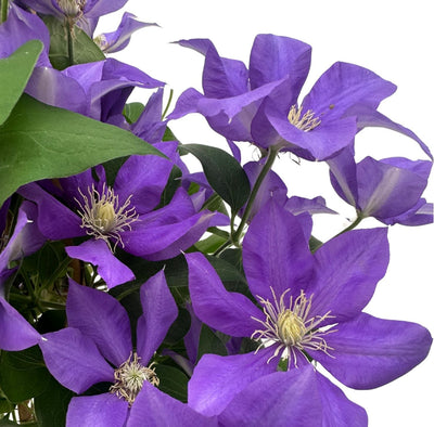 Clematis fiorita con grandi fiori a stella, rampicante da giardino