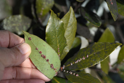 Foglia verde tenuta in mano con piccole incrostazioni marroni di cocciniglia lungo la nervatura