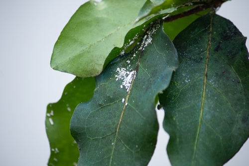 Foglie verde scuro colpite dalla cocciniglia, con piccoli insetti bianchi e cotonosi