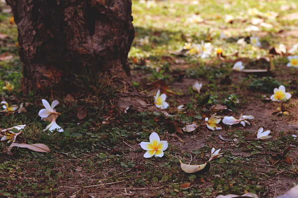 Fiori di frangipane bianchi caduti ai piedi di un albero