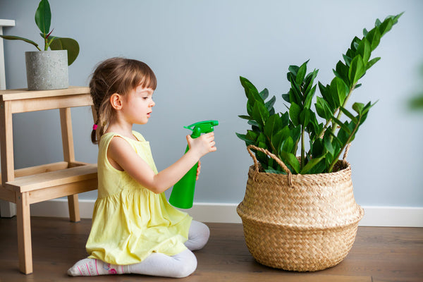 Bambina che nebulizza una Zamioculcas con foglie verdi lucide in vaso di vimini