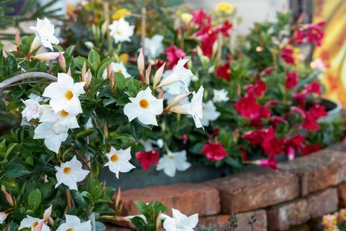 Dipladenia fiorita, pianta da balcone e giardino