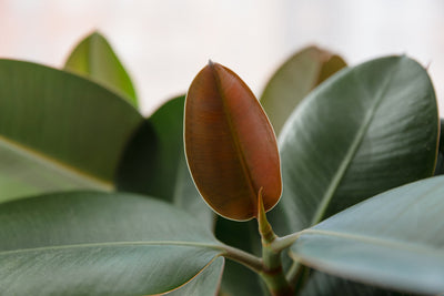 Ficus elastica, pianta da interno dalle foglie grandi e lucide
