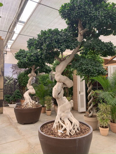 Grandi esemplari di bonsai per l'arredo verde di spazi professionali