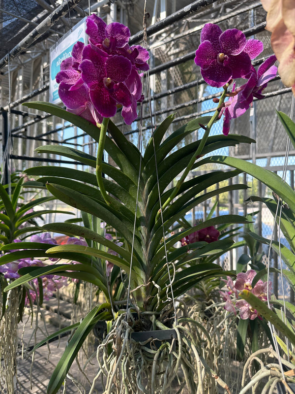 Orchidea Vanda con fiori viola e radici aeree, coltivata in serra luminosa.