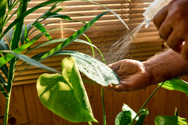 Mani che innaffiano piante verdi da interno con annaffiatoio, irrigazione delicata per piante domestiche