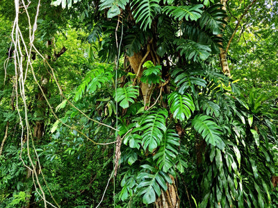 Monstera deliciosa gigante nel suo habitat naturale con foglie verdi fenestrate che si arrampica su un albero nella foresta tropicale