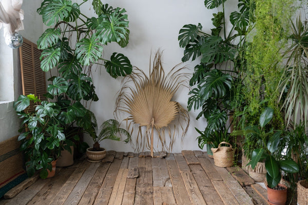 Angolo green con piante di Monstera e foglia secca decorativa su parete bianca