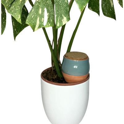Olla romana in terracotta da 1 litro per l'irrigazione