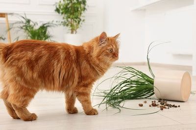Un gatto arancione a pelo lungo accanto a una pianta d'appartamento rovesciata con terra sparsa sul pavimento bianco.