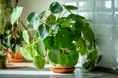 Pilea peperomioides in vaso di terracotta su un piano vicino a una finestra, illuminata dalla luce naturale.