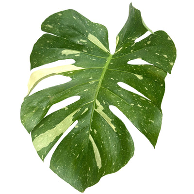 Foglia variegata di Monstera Thai Constellation con screziature bianco crema su fondo verde scuro, vista ravvicinata.