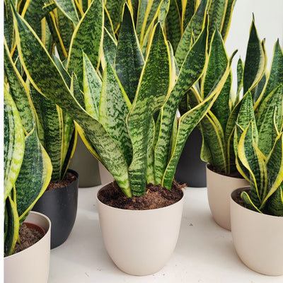 Gruppo di piante di sansevieria in vasi di colore panna