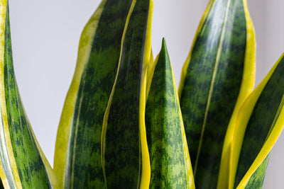 Foglie erette verdi con bordi giallo-dorati di Sansevieria trifasciata Laurentii
