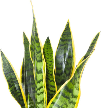 Foglie lanceolate di Sansevieria trifasciata