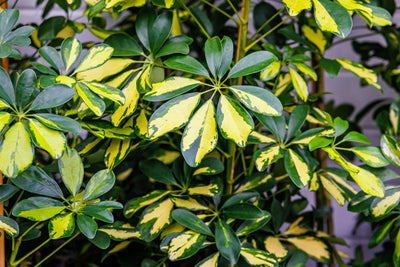 Schefflera Gold Capella con foglie variegate verdi e gialle disposte a ombrello