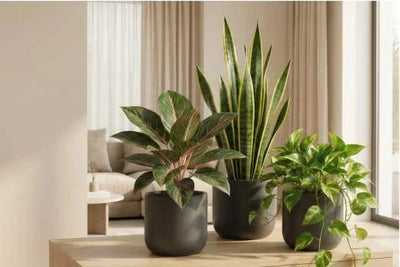 Monstera deliciosa, Ficus elastica e Sansevieria, piante da interno resistenti in un salotto moderno e luminoso