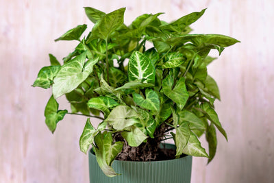 Pianta Syngonium con foglie verdi e crema in vaso verde su sfondo chiaro.