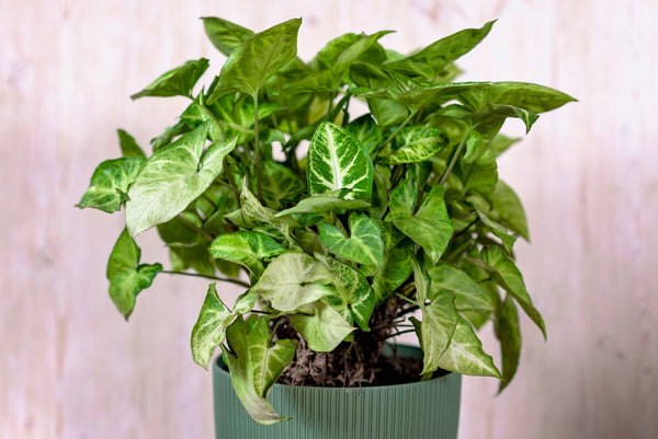 Pianta Syngonium con foglie verdi e crema in vaso verde su sfondo chiaro.