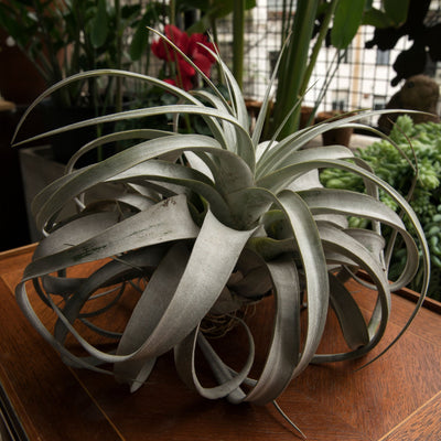 Tillandsia xerographica, pianta aerea con una grande rosetta di foglie argentate e arricciate