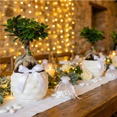 Bonsai Ficus Ginseng Bomboniera per matrimonio