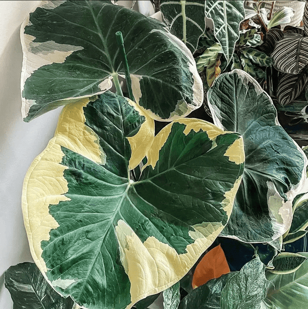 Alocasia Mickey Mouse in vaso con foglie verdi a forma di grandi orecchie