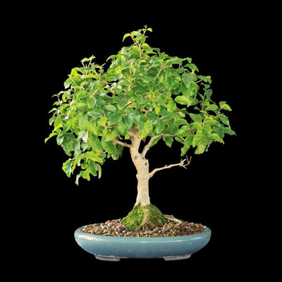 Bonsai di Ligustrum con chioma verde compatta in vaso per bonsai