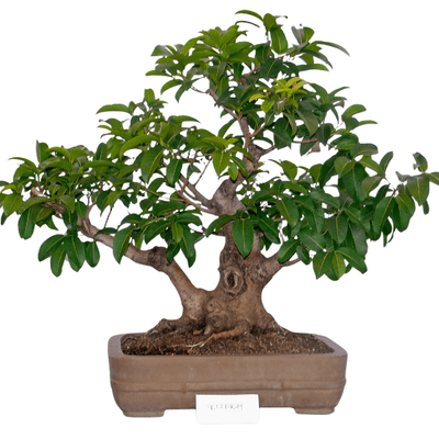 Bonsai Ficus in vaso da interno, specie adatta sia ai principianti sia agli esperti