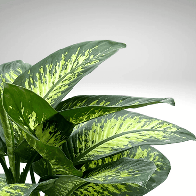 Dieffenbachia Tropic Snow con foglie variegate verdi e bianco crema, pianta da interno