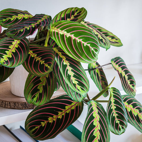 Maranta leuconeura con foglie decorate da venature rosse e macchie verde scuro