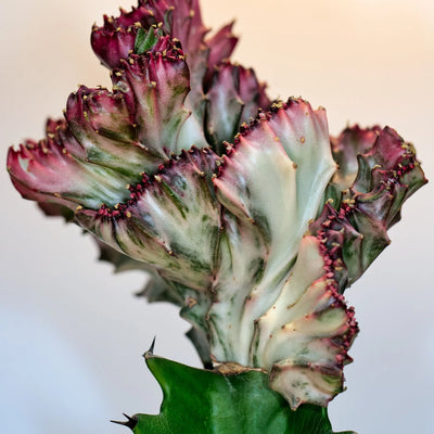 Euphorbia lactea crestata con fusto ondulato a cresta, succulenta dalla forma scultorea