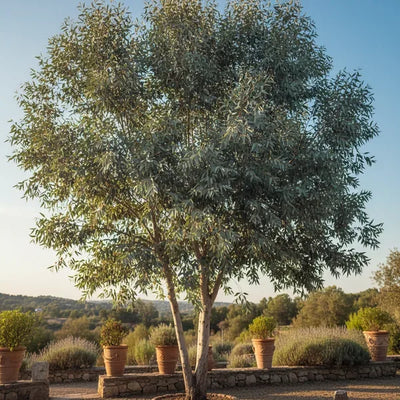 Eucalipto Gunnii maestoso in un giardino soleggiato con foglie grigio-azzurre