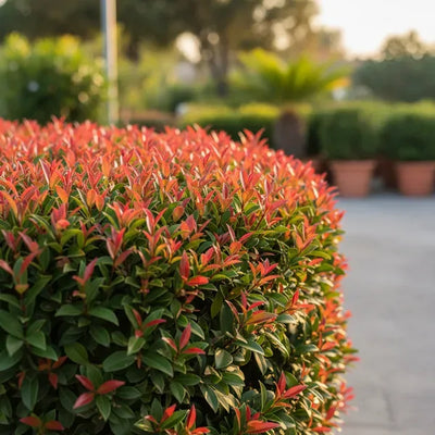Siepe di Eugenia Mirtifolia con foglie verdi e rosse in un giardino moderno