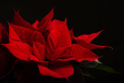 Fiore rosso con sfondo nero della stella di natale