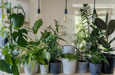 I migliori stili di arredamento per integrare le piante - i Giardini di Giulia