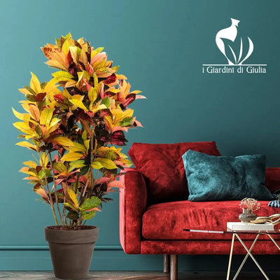 Codiaeum o croton, pianta tropicale con foglie variegate gialle, rosse e verdi
