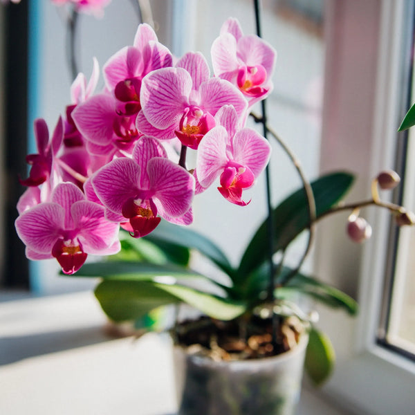 Orchidea Phalaenopsis, detta orchidea farfalla, con fiori dai petali ampi e delicati