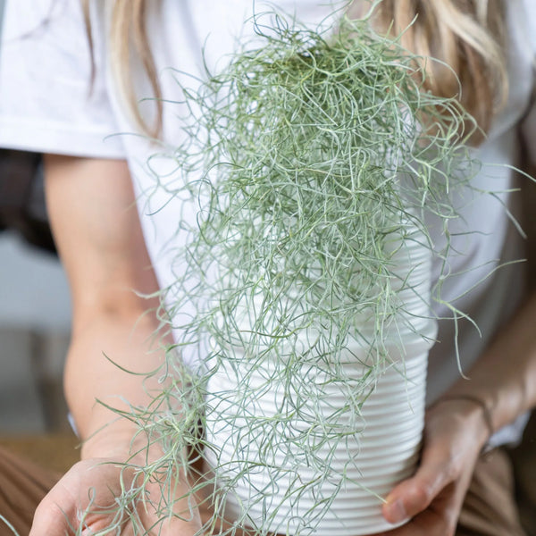 Tillandsia usneoides, muschio spagnolo dai lunghi filamenti argentati sospesi